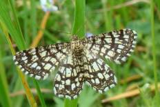 Mimozethes lycoraearia - Kleespanner (Gitterspanner, Klee-Gitterspanner)